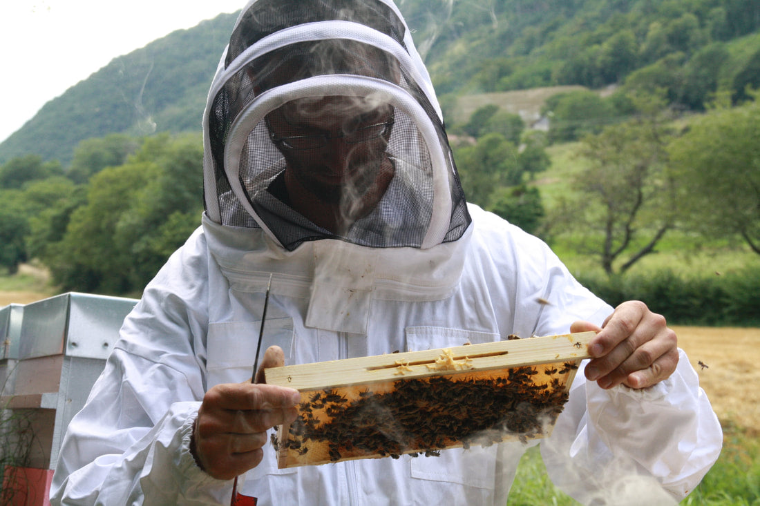 UN_TOIT_POUR_LES_ABEILLES_1.jpg